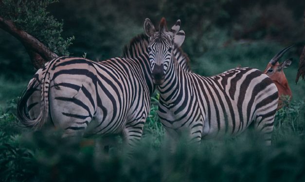 Destinasi Wisata Keluarga Baru : Solo Safari
